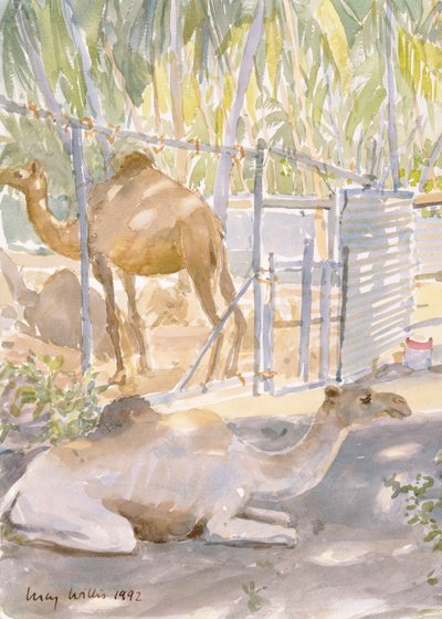 Camels at Rest, Salala (Oman) 1992 by Lucy Willis